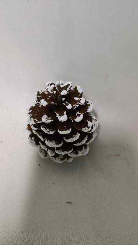 8002 Austrica frosted