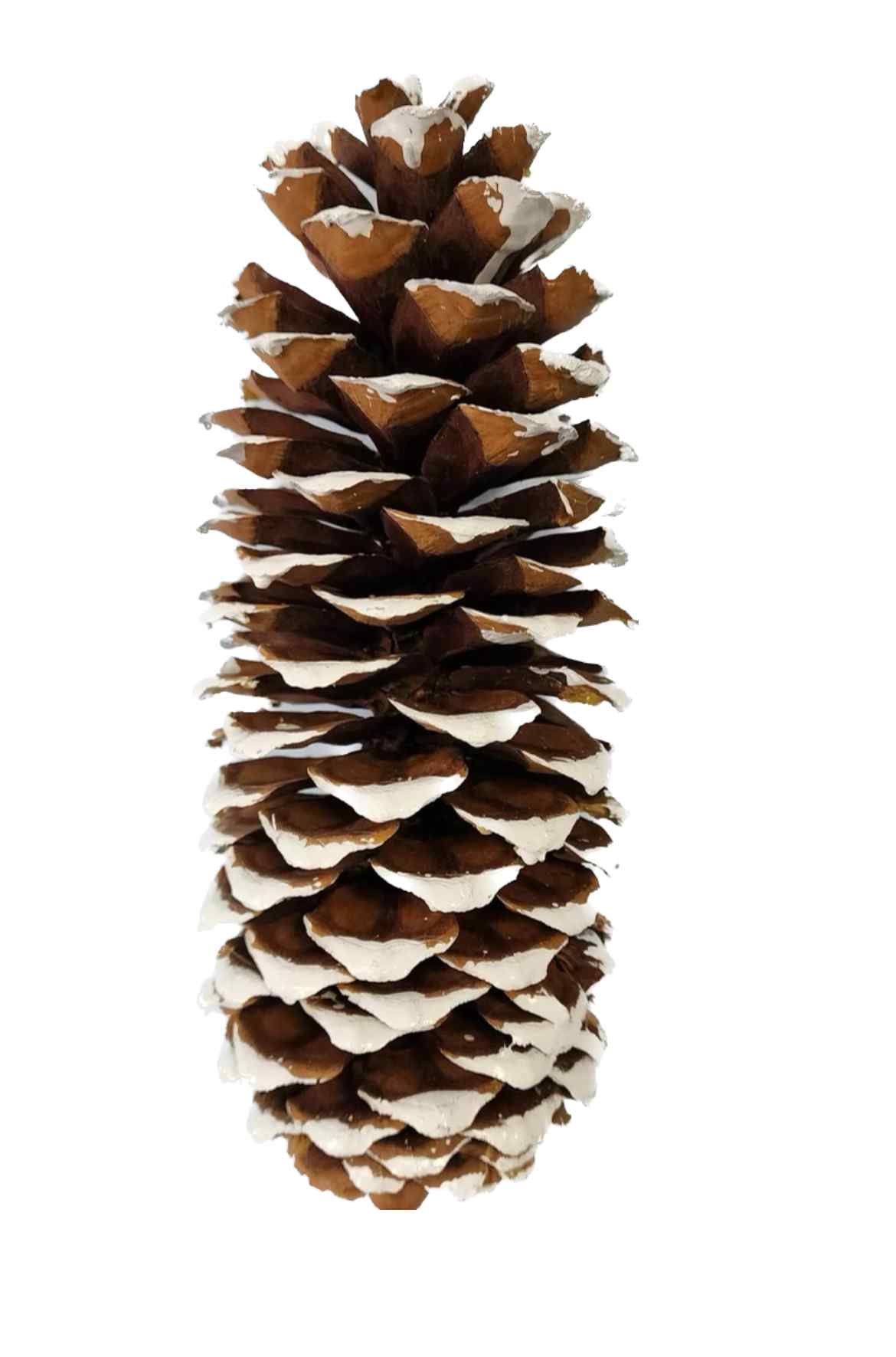 G48 8029 Sugar Frosted